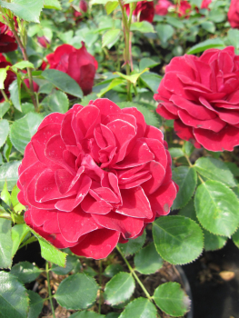 Preview: Rosa Balmoral Palace